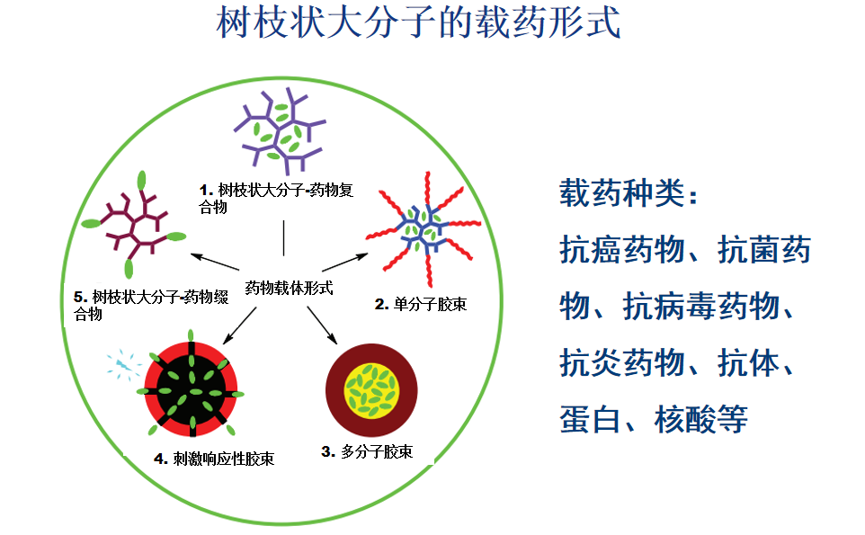 樹枝狀聚酰胺胺應用于生物醫(yī)療